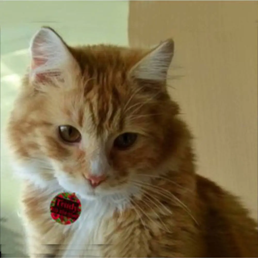 Cat Wearing Designer pet Tag